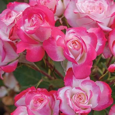 Candy Cane Cocktail Rose Tree