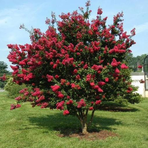 Tonto Crape Myrtle