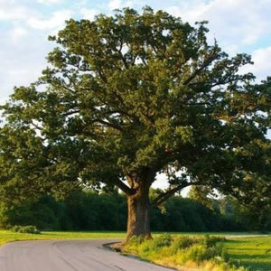 Shumard Oak
