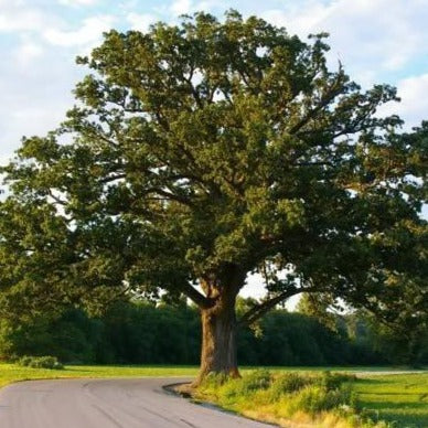 Shumard Oak