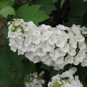 Alice Oakleaf Hydrangea