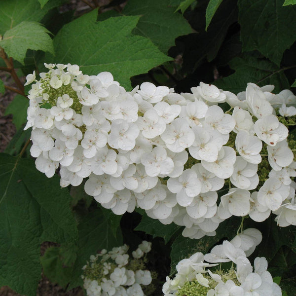 Alice Oakleaf Hydrangea