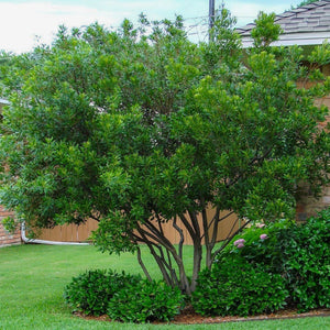 Wax Myrtle