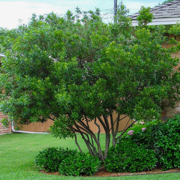 Wax Myrtle