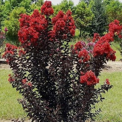 Black Diamond Crape Myrtle Red Hot