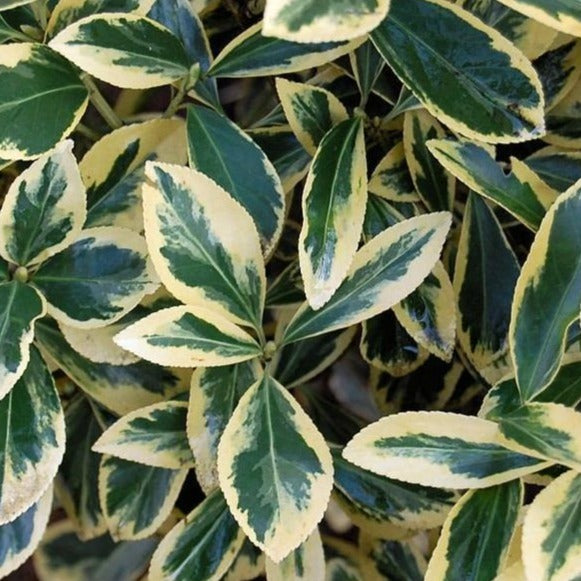 Silver King Euonymus