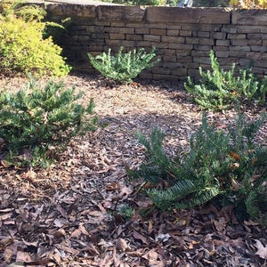 Japanese Plum Yew