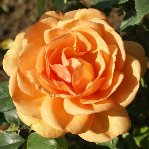 South Africa Sunbelt Rose Tree