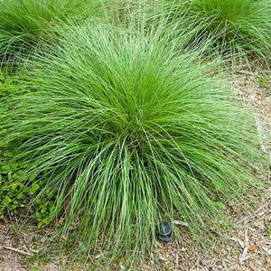 Muhly Grass