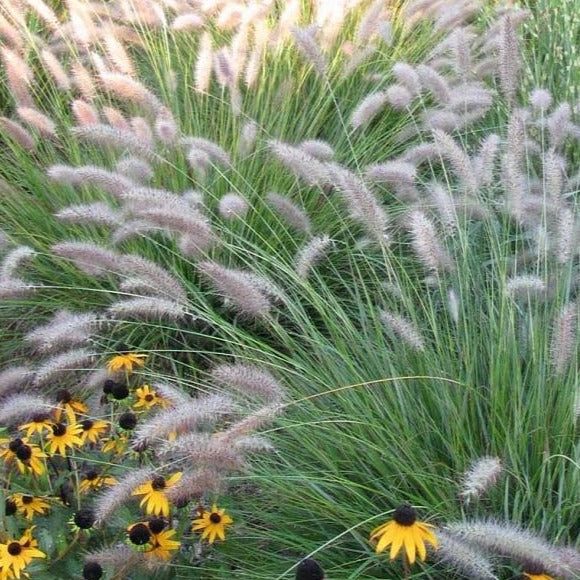 Cassian Dwarf Fountain Grass