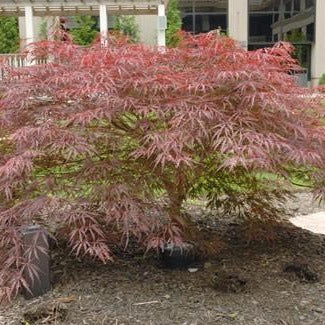 Inaba Shidare Japanese Maple
