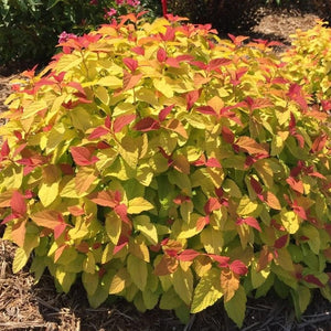 Double Play Candy Corn Spirea