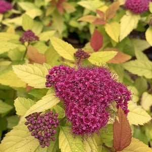 Double Play Candy Corn Spirea