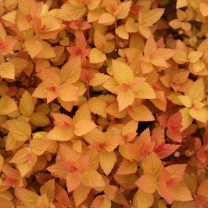 Double Play Candy Corn Spirea
