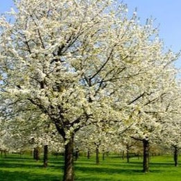Cleveland Pear Tree
