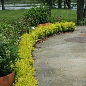 Sunjoy Gold Pillar Barberry