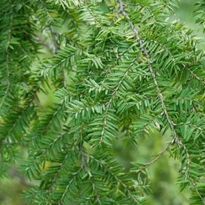 Canadian Hemlock Tree