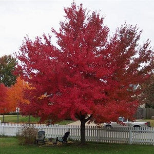 Red Sunset Maple Tree