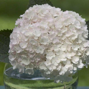 Blushing Bride Hydrangea