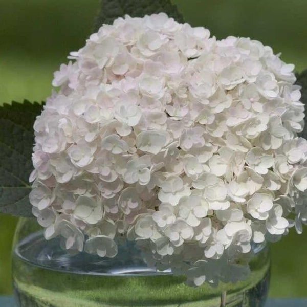 Blushing Bride Hydrangea