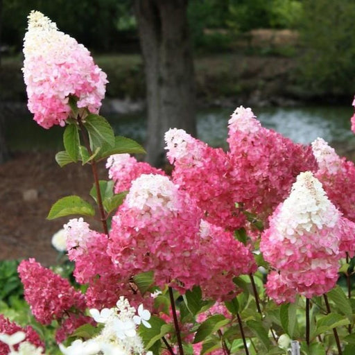 Vanilla Strawberry Hydrangea