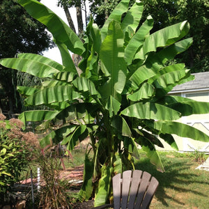 Basjoo Banana Tree