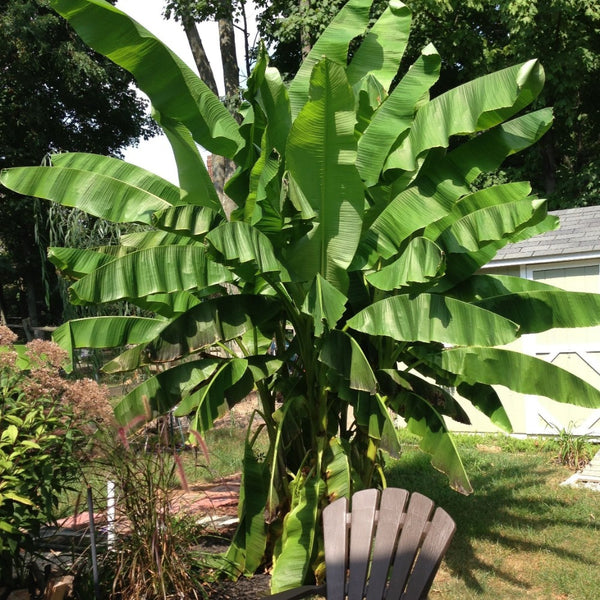 Basjoo Banana Tree