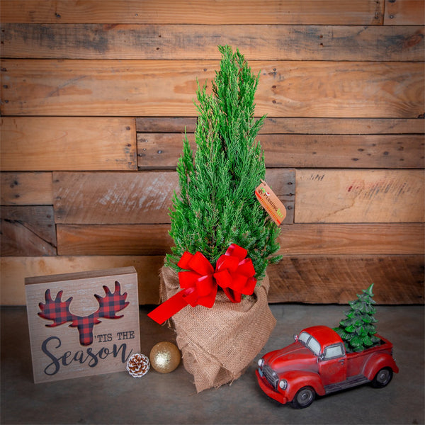 Miniature Christmas Tree