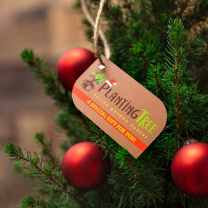 Miniature Christmas Tree
