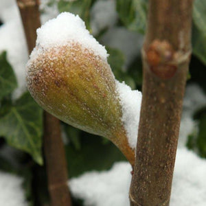 Chicago Cold Hardy Fig