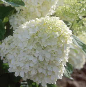 Limelight Hydrangea Tree blooms