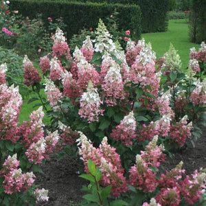 Pinky Winky Hydrangea