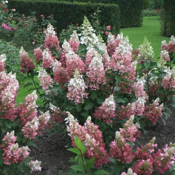 Pinky Winky Hydrangea