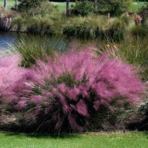 Pink Muhly Grass By Water