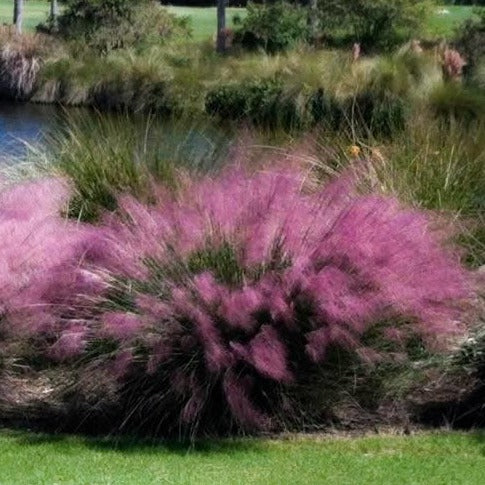 Pink Muhly Grass By Water