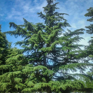Deodar Cedar