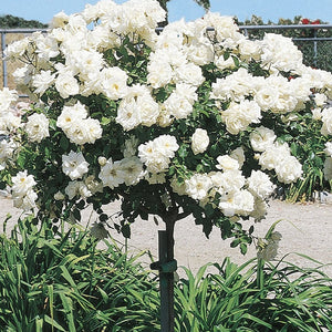 Icecap Rose Tree