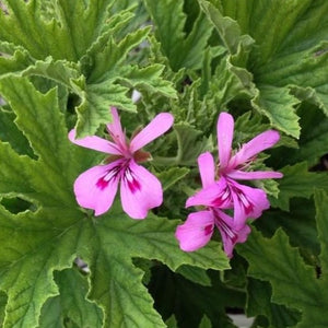 Citronella Plant