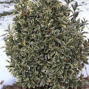 Silver King Euonymus