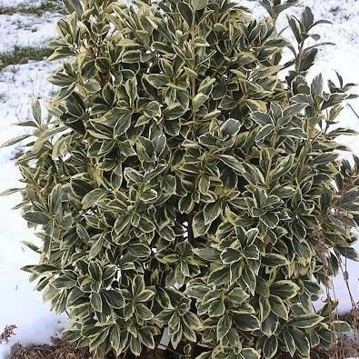 Silver King Euonymus
