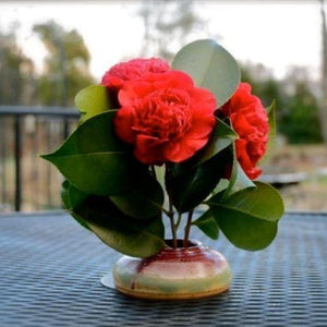 Greenboro Red Camellia