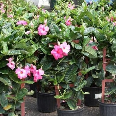 Pink Mandevilla Vine