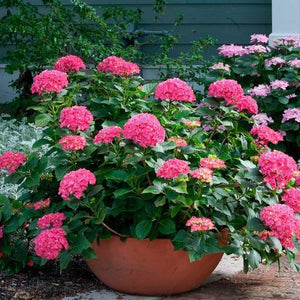 Cityline Paris Bigleaf Hydrangea