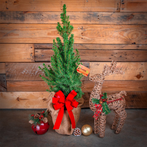 Live Table Top Christmas Tree