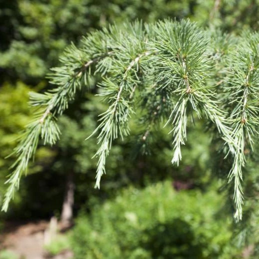 Deodar Cedar