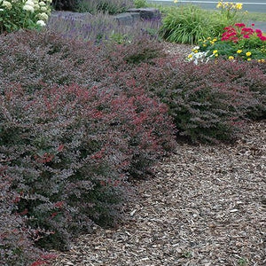 Crimson Pigmy Barberry