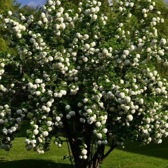Common Snowball Bush