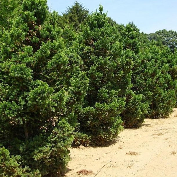 Cryptomeria Black Dragon