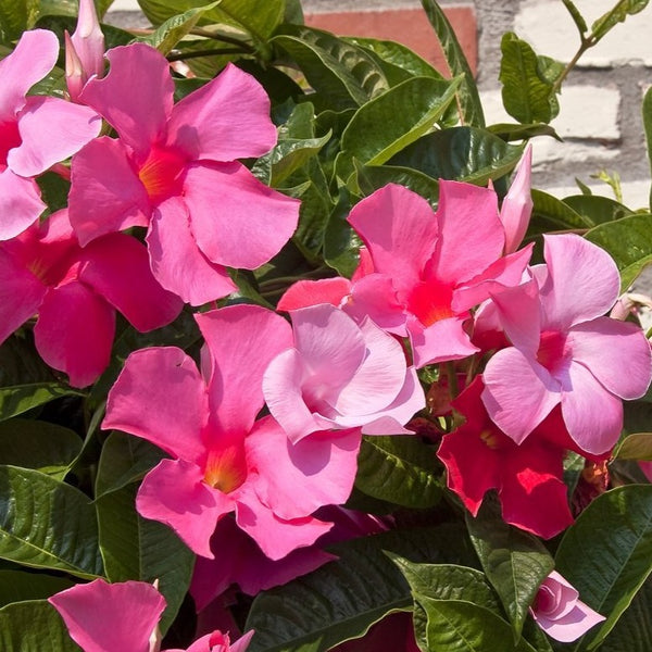 Pink Mandevilla Vine
