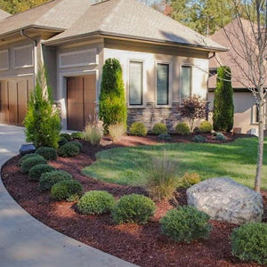 Emerald Green Arborvitae framing the windows of a house